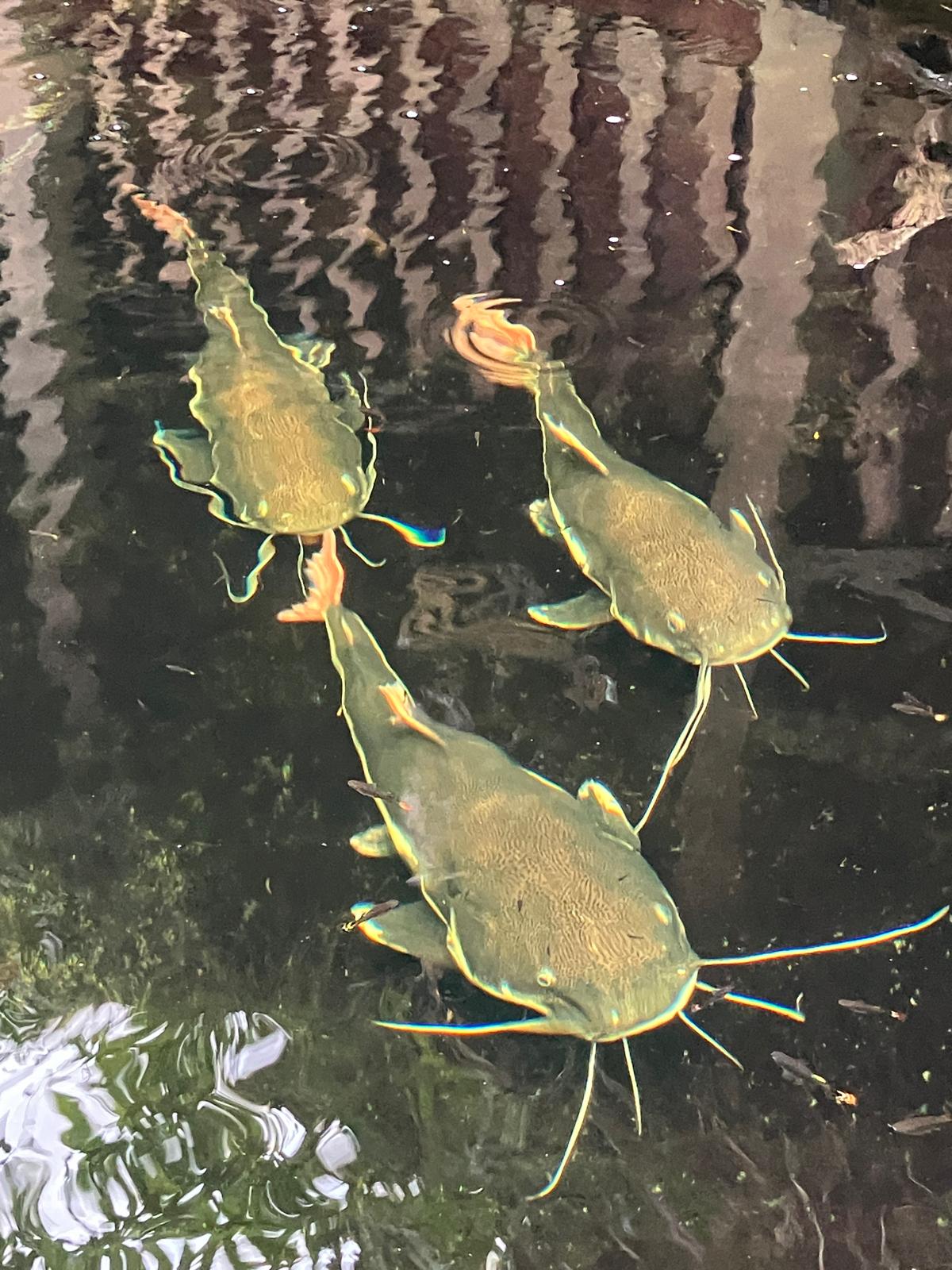 Foto 6 bij artikel "Uitje naar de Orchideenhoeve in Luttelgeest".